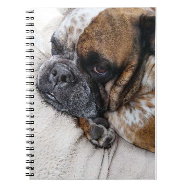 Viktorianisches Bulldog-Foto 9x6 Notizblock (Vorderseite)