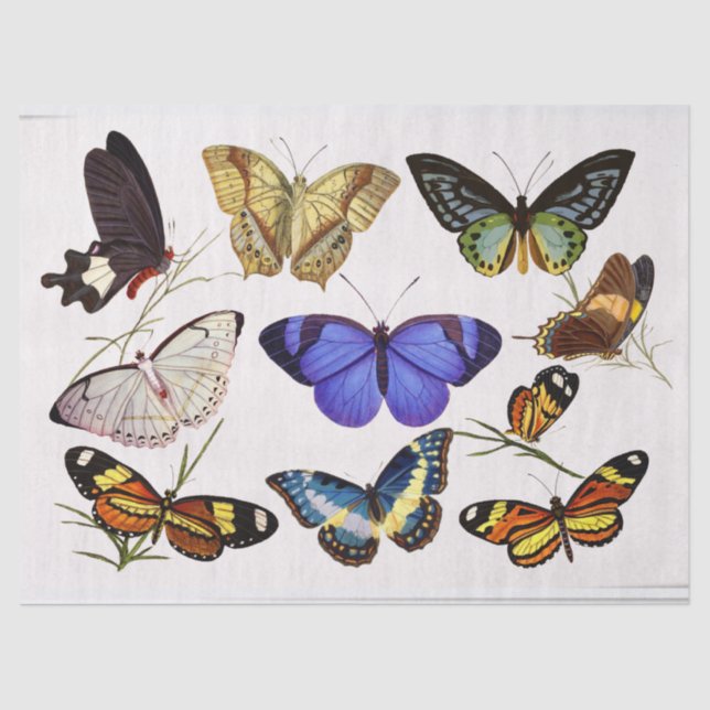 Viktorianisches Schmetterlingspapier Seidenpapier (Vorderseite)