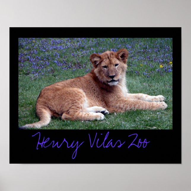 Vilas Zoo Cub Poster (Vorne)