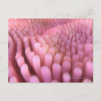 Villi 2 postkarte