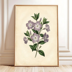 Vinca Botanischer Kunstdruck Poster
