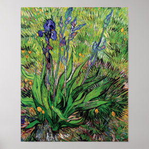 Vincent Van Gogh - Der Iris Naturliebhaber Kunstwe Poster