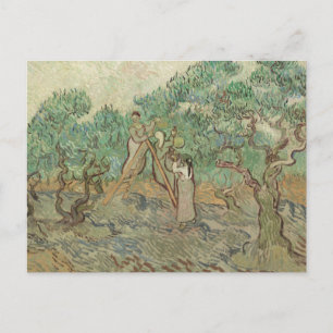 Vincent Van Gogh Der Olivenhain Postkarte