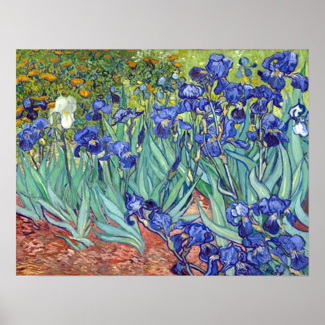 Vincent van Gogh Irises Poster (Vorne)