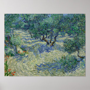 Vincent van Gogh - Olive Orchard Poster