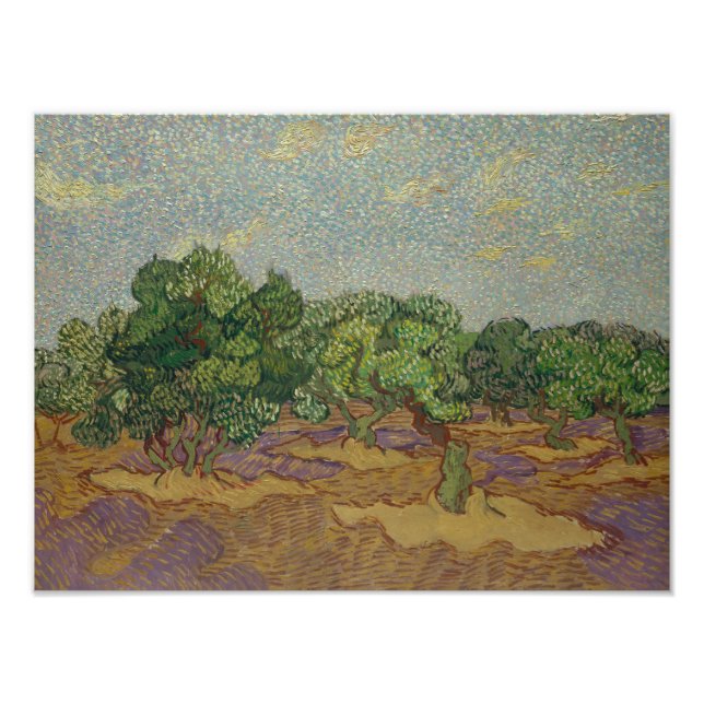 Vincent van Gogh - Olivenbäume Fotodruck (Vorne)