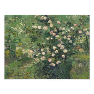 Vincent van Gogh - Rose Fotodruck