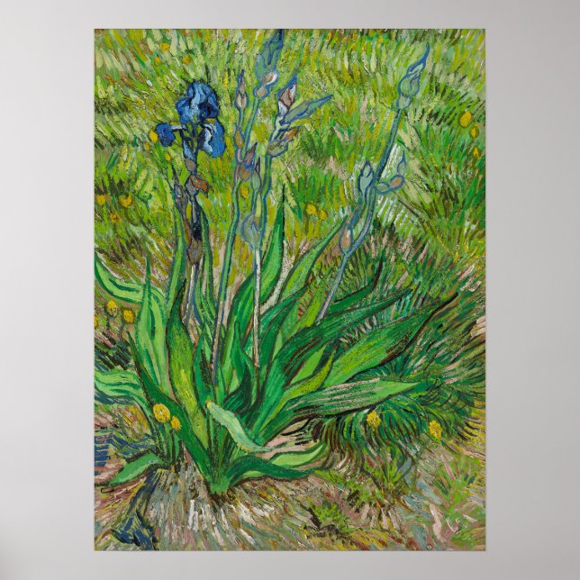 Vincent van Gogh Solitary Iris in Bloom Botanical Poster (Vorne)