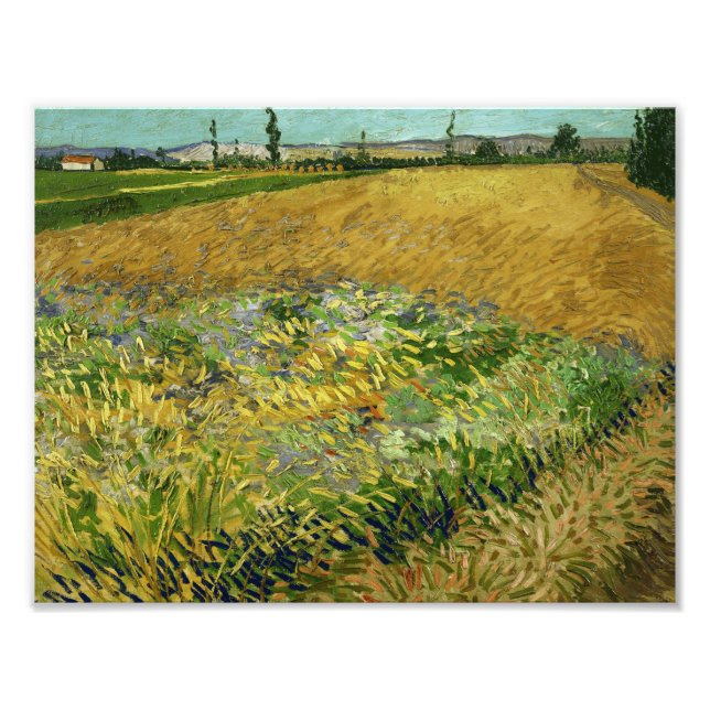 Vincent van Gogh - Wheatfield Fotodruck (Vorne)