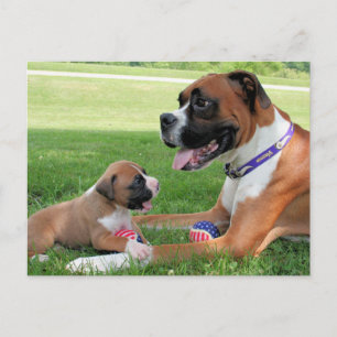 Vindy and Pups - Foto 95 Postkarte