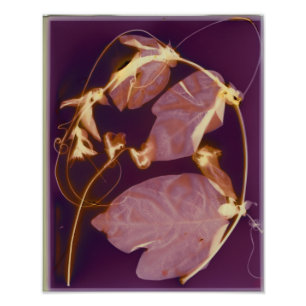 Vine Lumen Print Fotodruck