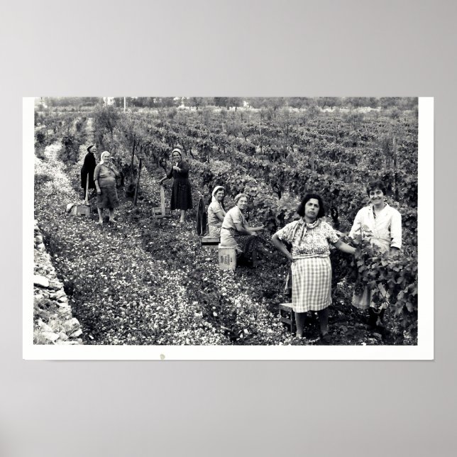VINEYARD POSTER (Vorne)