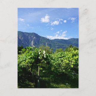 Vineyard South BC, Kanada Postkarte