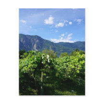 Vineyard South BC, Kanada