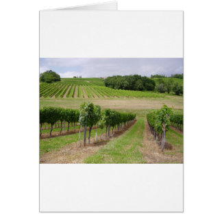 Vineyard - Weinberg (Bordeaux - Frankreich) 03
