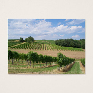 Vineyard - Weinberg (Bordeaux - Frankreich) 04