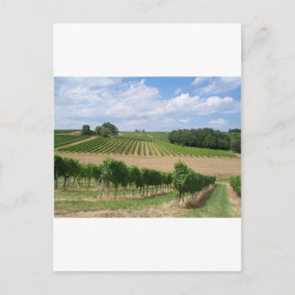 Vineyard - Weinberg (Bordeaux - Frankreich) 04 Postkarte