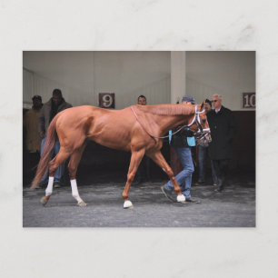 Vino Rosso - Todd Pletcher Postkarte