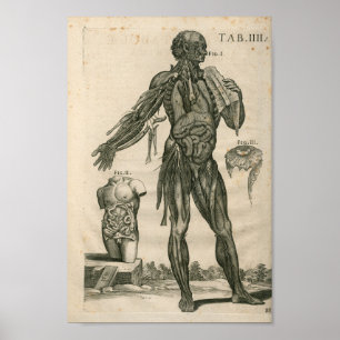 Vintag 1741 Muskelanatomie Druck Poster