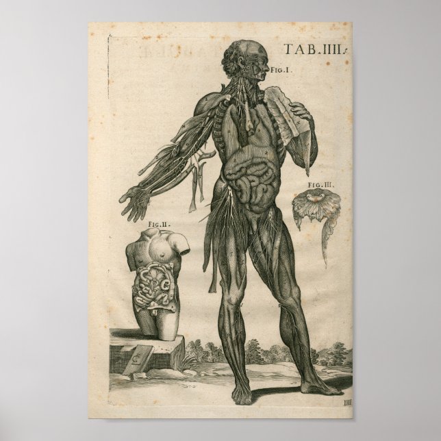 Vintag 1741 Muskelanatomie Druck Poster (Vorne)
