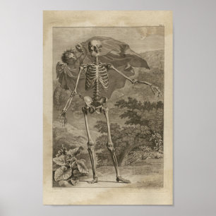 Vintag 1749 Skelettanatomie Druck Poster
