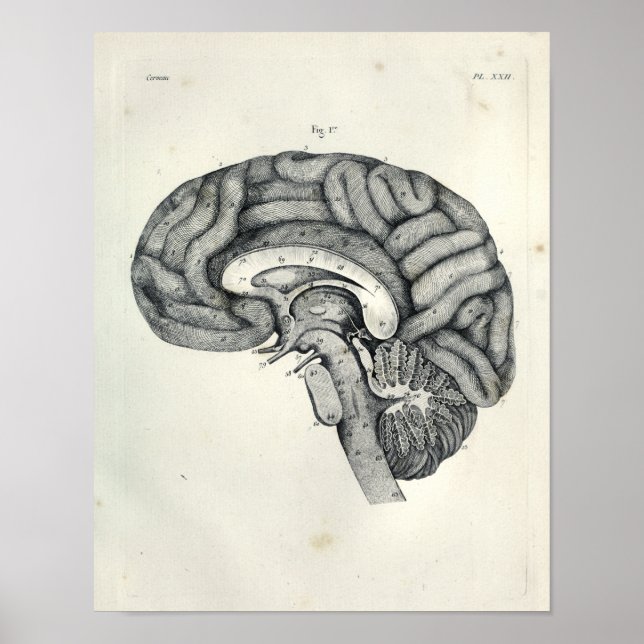 Vintag 1805 Anatomische Brain Median Surface Print Poster (Vorne)