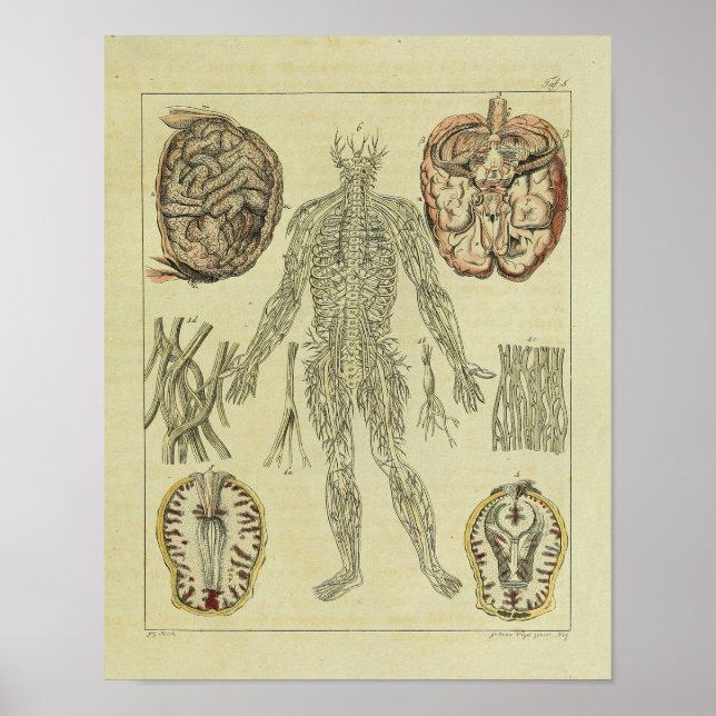 Vintag 1820 Nerves Gehirn Anatomie Art Print Poster (Vorne)