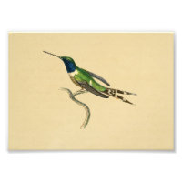 Vintag 1830 Hummingbird Print Blue Green