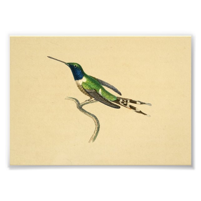 Vintag 1830 Hummingbird Print Blue Green Fotodruck (Vorne)