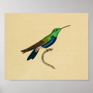 Vintag 1830 Hummingbird Print Blue Green Poster