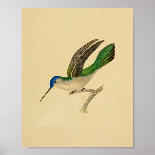 Vintag 1830 Hummingbird Print Blue Green Poster (Vorne)
