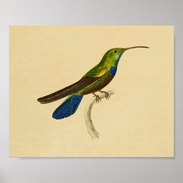 Vintag 1830 Hummingbird Print Blue Green Poster (Vorne)