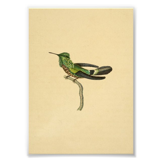 Vintag 1830 Hummingbird Print Green Black Fotodruck (Vorne)