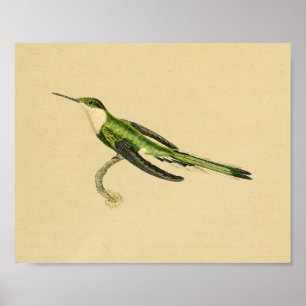 Vintag 1830 Hummingbird Print Green Black Poster