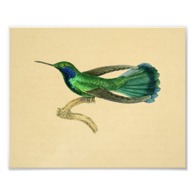 Vintag 1830 Hummingbird Print Green Blue Fotodruck (Vorne)