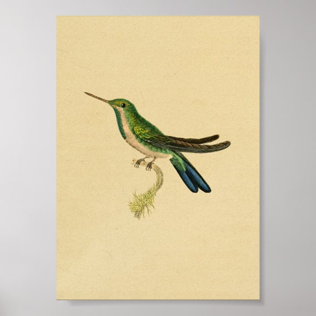 Vintag 1830 Hummingbird Print Green Blue Poster (Vorne)