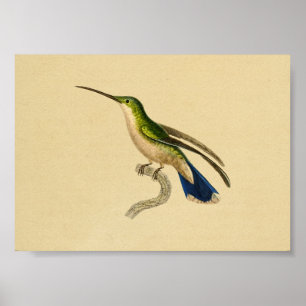 Vintag 1830 Hummingbird Print Green Blue Poster