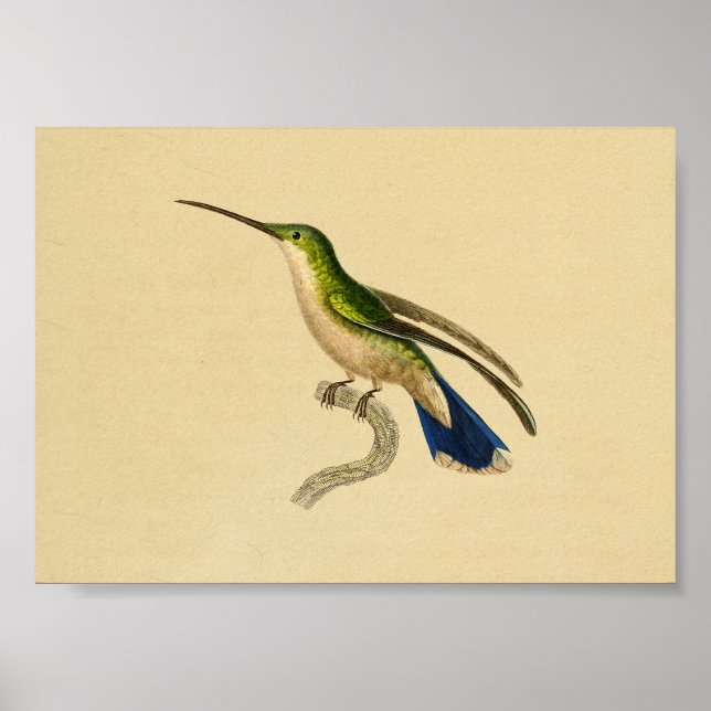 Vintag 1830 Hummingbird Print Green Blue Poster (Vorne)