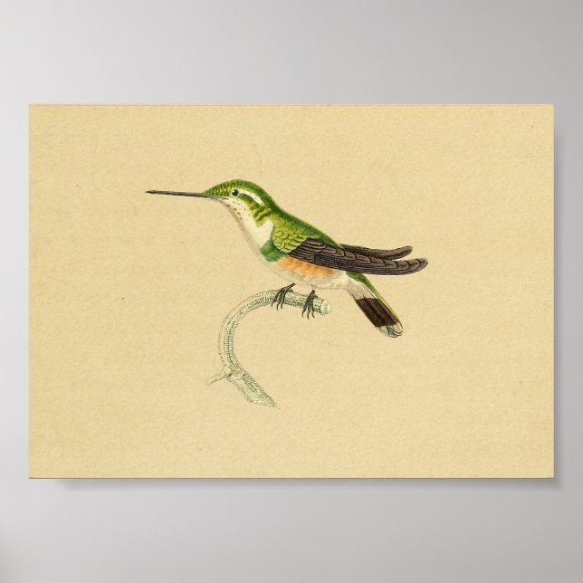 Vintag 1830 Hummingbird Print Green Orange Poster (Vorne)