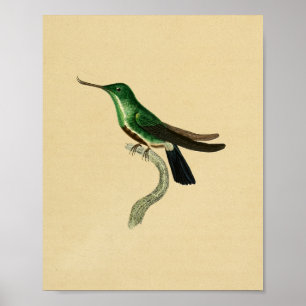 Vintag 1830 Hummingbird Print Green Poster
