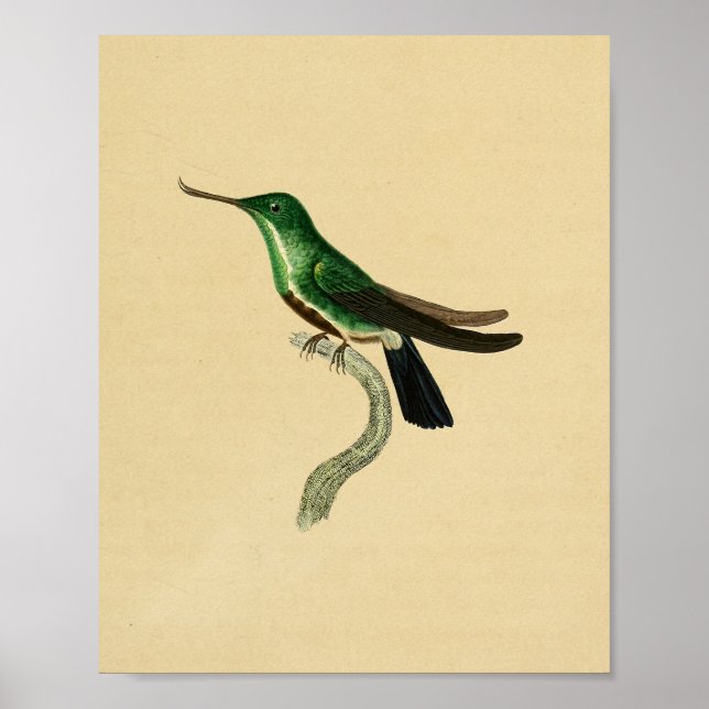 Vintag 1830 Hummingbird Print Green Poster (Vorne)