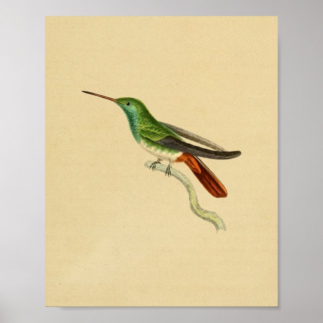 Vintag 1830 Hummingbird Print Green Red Poster (Vorne)