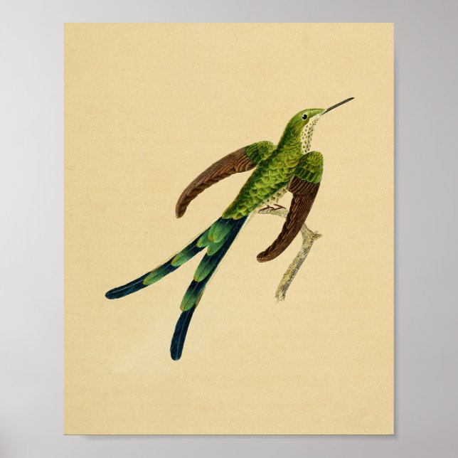 Vintag 1830 Hummingbird Print Green Red Poster (Vorne)