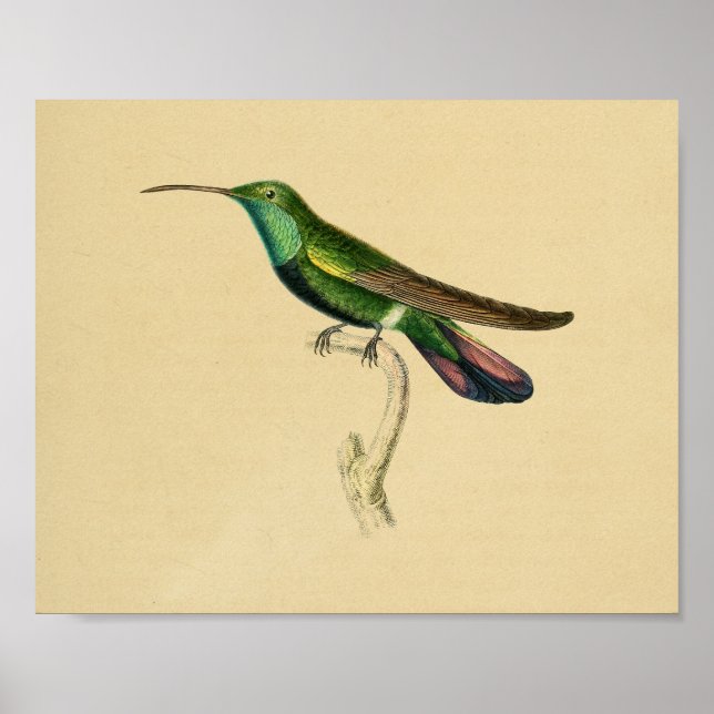 Vintag 1830 Hummingbird Print Green Red Poster (Vorne)
