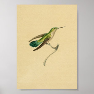 Vintag 1830 Hummingbird Print Green Yellow Poster