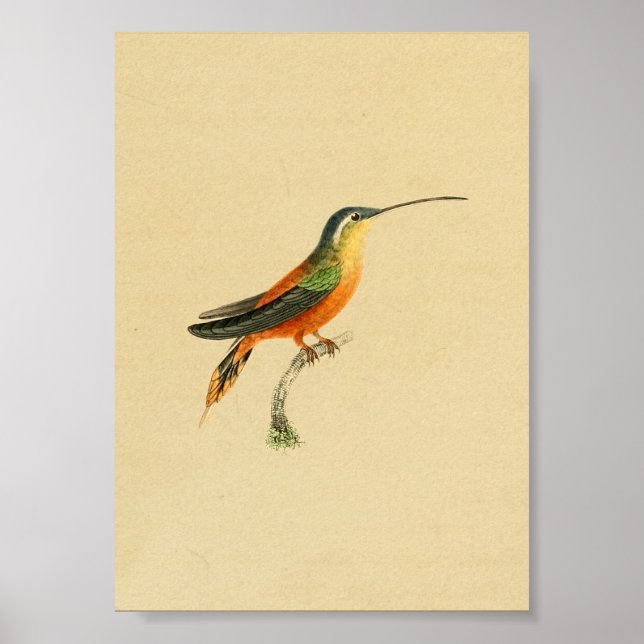 Vintag 1830 Hummingbird Print Orange Gelb Poster (Vorne)