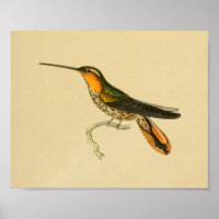 Vintag 1830 Hummingbird Print Orange