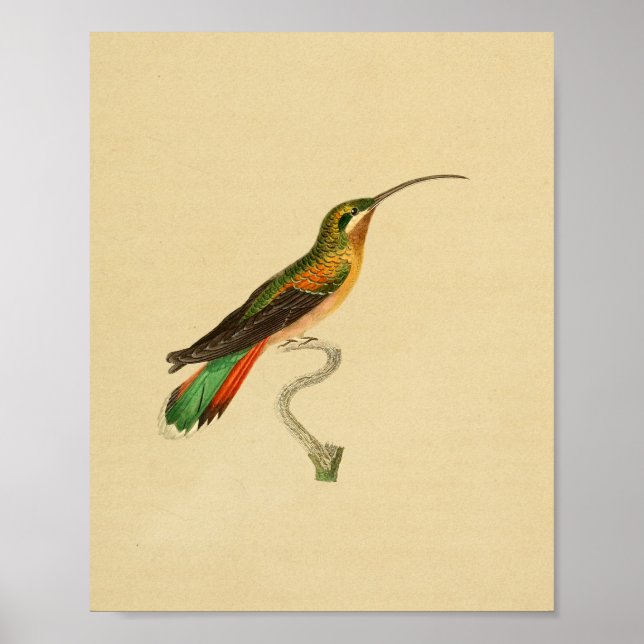 Vintag 1830 Hummingbird Print Poster (Vorne)