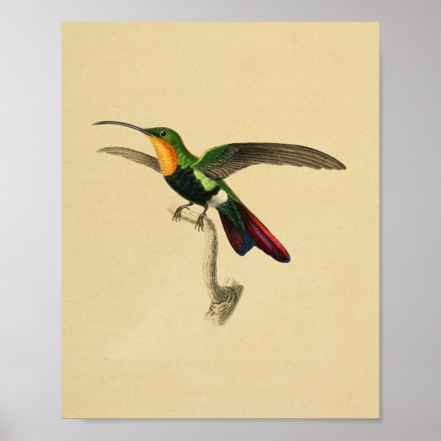 Vintag 1830 Hummingbird Print Red Black Poster (Vorne)