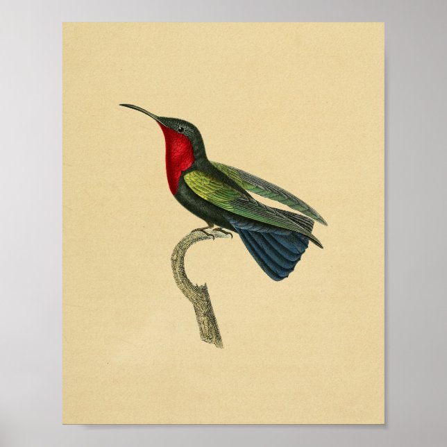 Vintag 1830 Hummingbird Print Red Blue Poster (Vorne)